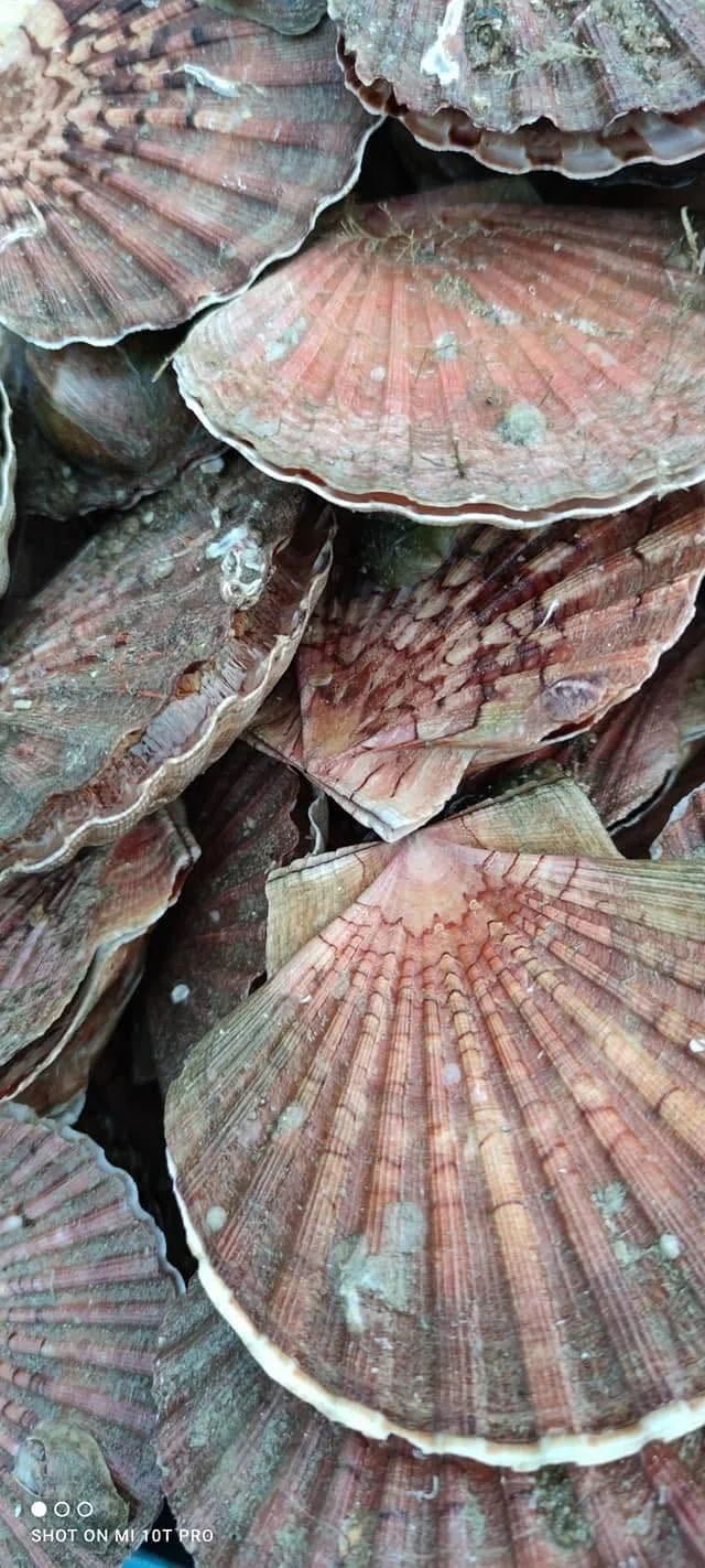 coquilles st jacques par sacs environ 20kg